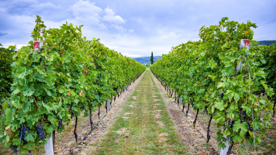 Dal 30 gennaio all'1 febbraio a Verona torna Anteprima Amarone