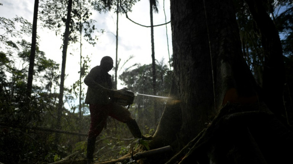 Deforestación en Colombia aumentó un 43% entre 2023 y 2024, según informe estatal