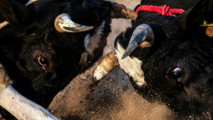 Combates de toros lejos de los rascacielos de Dub&aacute;i