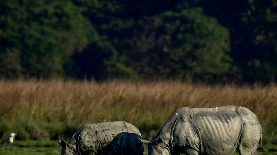 Zahl der Panzernash&ouml;rner in Indien hat sich fast verdreifacht