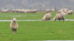 25 Mutterschafe von Weide gestohlen - L&auml;mmer zur&uuml;ckgelassen
