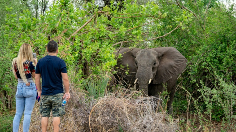 Sesenta zimbabuenses muertos por elefantes este a&ntilde;o 