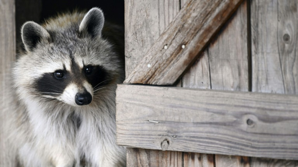 Waschb&auml;r blockiert Zimmert&uuml;r: Hausbewohner in Schleswig-Holstein rufen Polizei