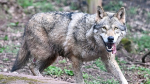Wolfsbestand w&auml;chst weiter: In Deutschland leben rund 1600 Tiere und 209 Rudel