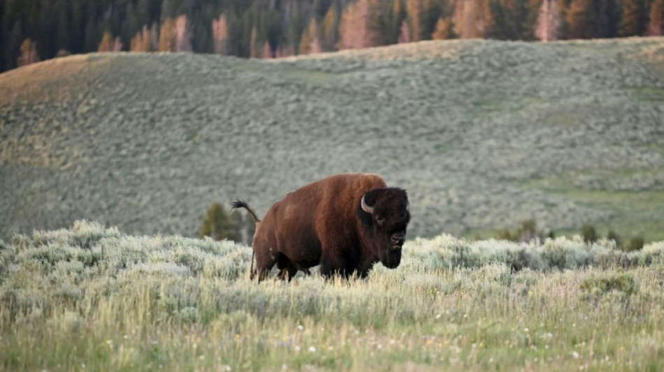 Bison herds 'reawaken' Yellowstone's prairies