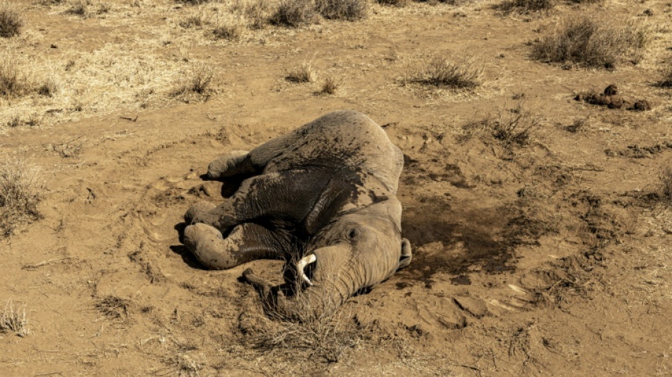 Maladie, poison? Dans le sud du Kenya, un mal myst&eacute;rieux continue de tuer des &eacute;l&eacute;phants