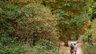 Dans les massifs forestiers, l'ONF mesure la s&eacute;cheresse des v&eacute;g&eacute;taux pour pr&eacute;venir les incendies