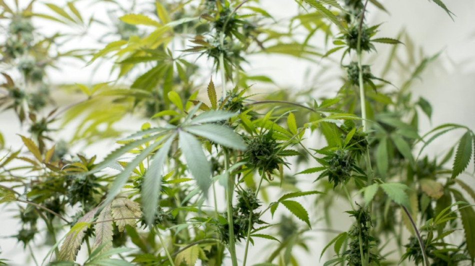 Ermittler sto&szlig;en in Niedersachsen auf Cannabisplantage mit 4500 Pflanzen