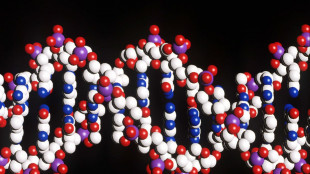 Individuato un gene alleato dei tumori, li aiuta a riparare il loro Dna