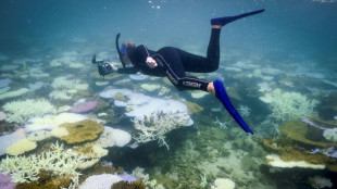 Three-year heatwave bleached half the planet's coral reefs: study