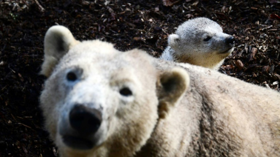 Eisb&auml;rbaby in Hamburger Tierpark Hagenbeck geboren