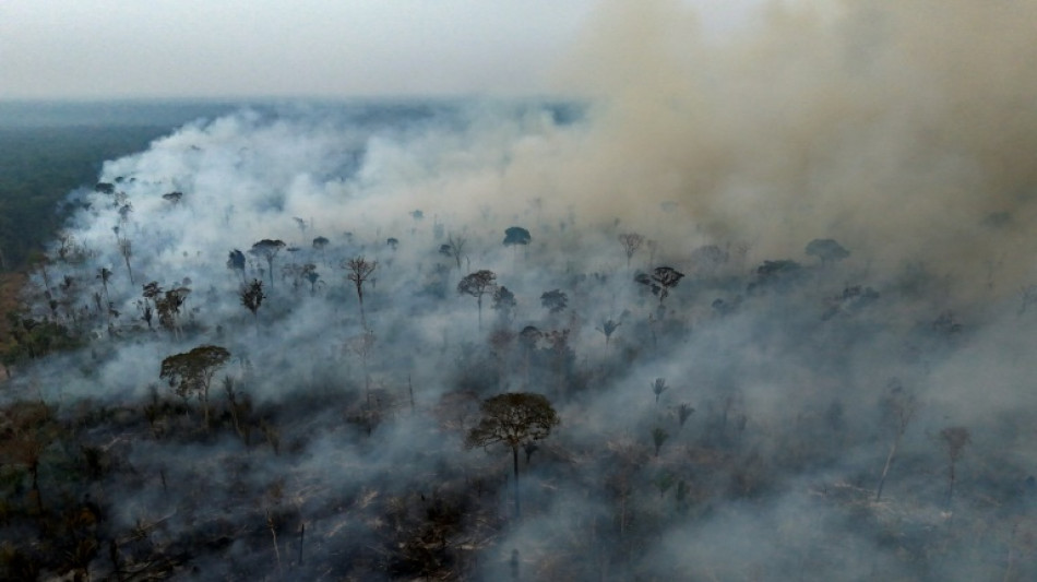 L'Amazonie br&eacute;silienne a connu en 2024 un nombre d'incendies record en 17 ans