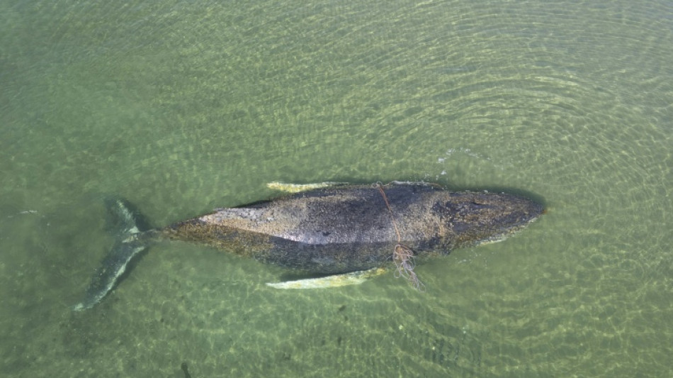 Biologe: Buckelwal vor K&uuml;ste Schleswig-Holsteins "aus eigener Kraft befreit"