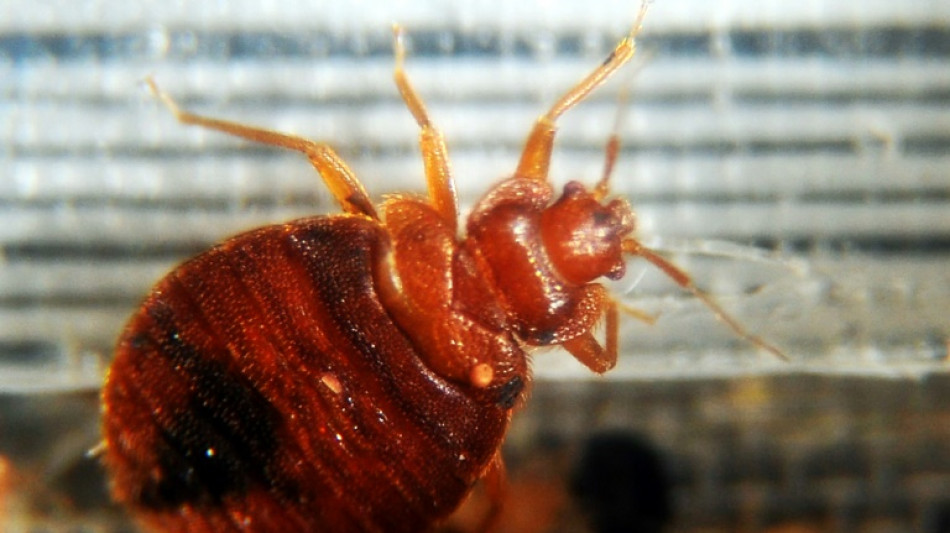 Infestação de percevejos provoca paranoia em Paris