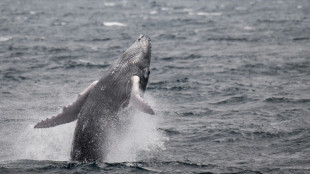 Besuch von Buckelwal in Ostsee geht weiter: Tier in Kieler F&ouml;rde gesichtet