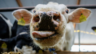 Bauernverb&auml;nde: Inflation bei Tierwohlabgabe ber&uuml;cksichtigen