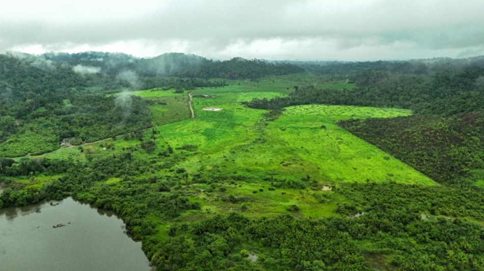 Brazil's Amazon lost area the size of Spain in 40 years: study