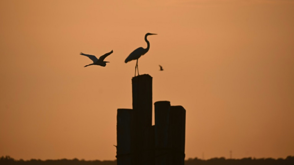 ONGs denunciam presen&ccedil;a de lobistas de combust&iacute;veis f&oacute;sseis na COP30