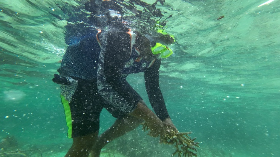 Tiny Fiji village restores dying fishery with coral planting