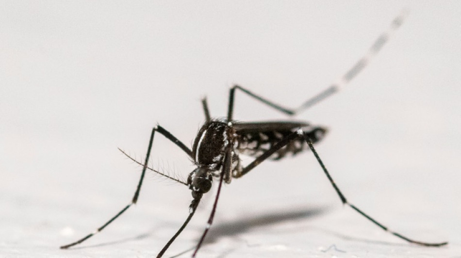 Europa registra recorde de surtos de doenças transmitidas por mosquitos