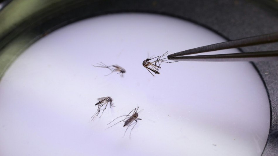 L’épidémie de dengue est déclarée en Guadeloupe