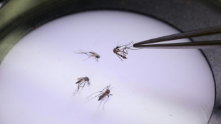L’épidémie de dengue est déclarée en Guadeloupe