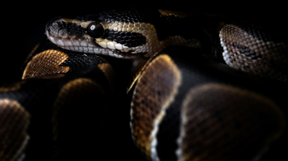 Mann in Th&uuml;ringen mit W&uuml;rgeschlange in T&uuml;te unterwegs