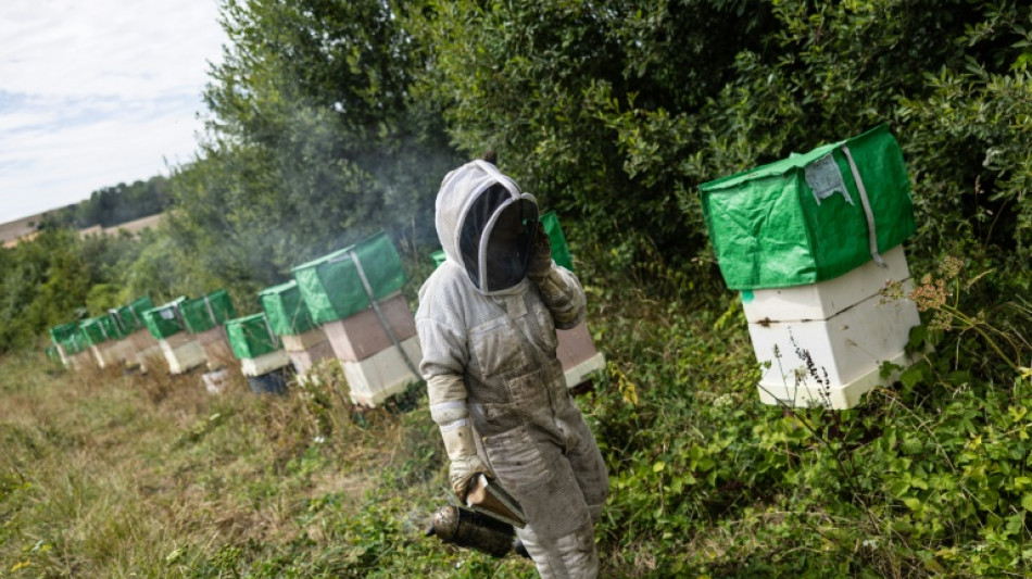 Dans la Marne, une parcelle agricole "r&eacute;g&eacute;n&eacute;ratrice" pour aider les abeilles face aux canicules