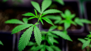 Cannabisplantagen mit hunderten Pflanzen in zwei Bundesländern - zwei Festnahmen