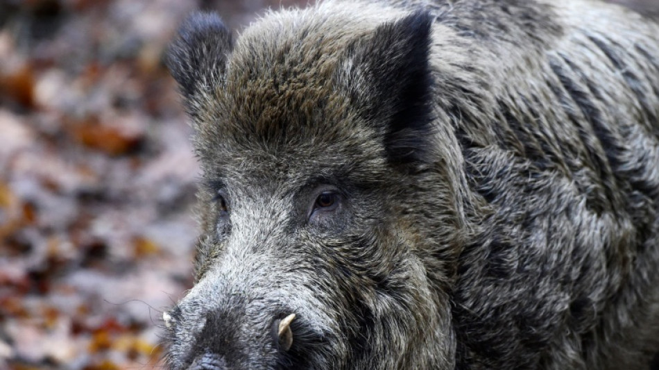 Presse: Fast 3000 verstrahlte Wildschweine wurden 2025 vernichtet