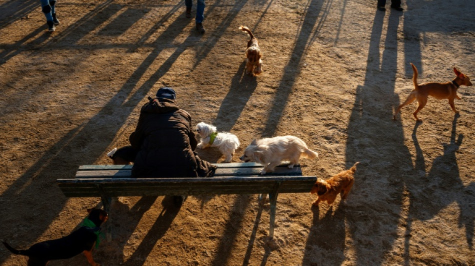 Einnahmen aus Hundesteuer 2024 auf Rekordsumme gestiegen