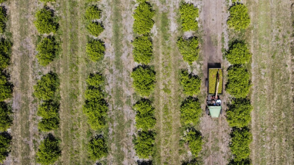 La naranja de Florida, una fruta emblemática en crisis