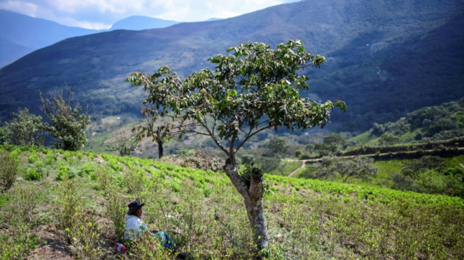 Bol&iacute;via reduz cultivos de coca pela primeira vez em sete anos