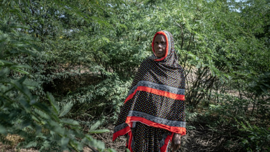 En Ethiopie, le fl&eacute;au du prosopis, l'arbre qui a "tout envahi"