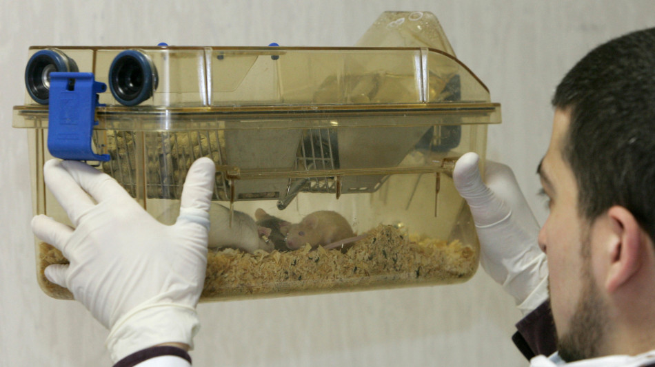 Individuato nel cervello il circuito che aiuta a placare l'ansia