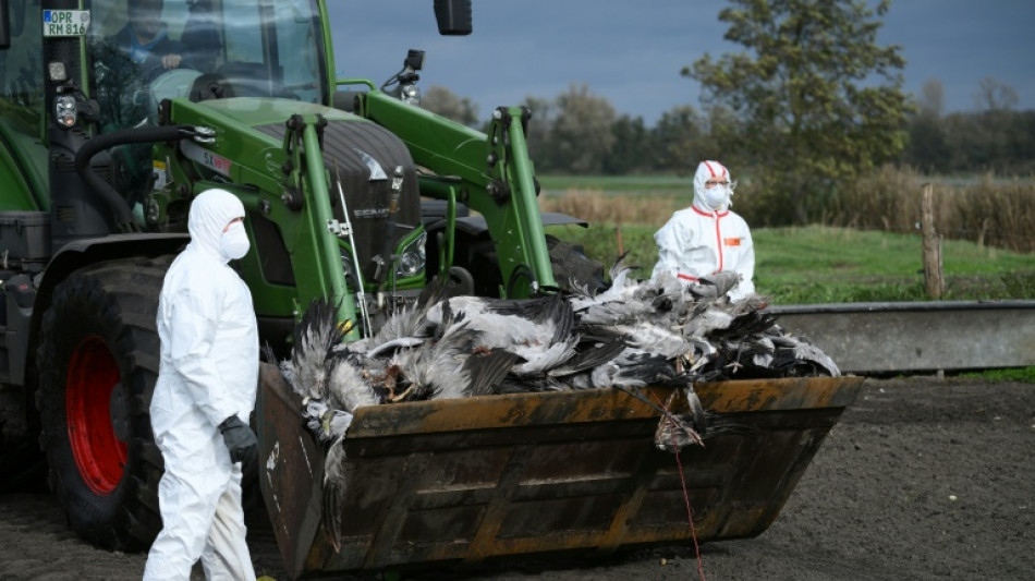 Vogelgrippe: Chefin von Bundesinstitut beunruhigt "ungewöhnliche" Dynamik