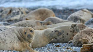 Nach Robbensterben auf R&uuml;gen: Landesregierung plant Auflagen f&uuml;r Fischreusen