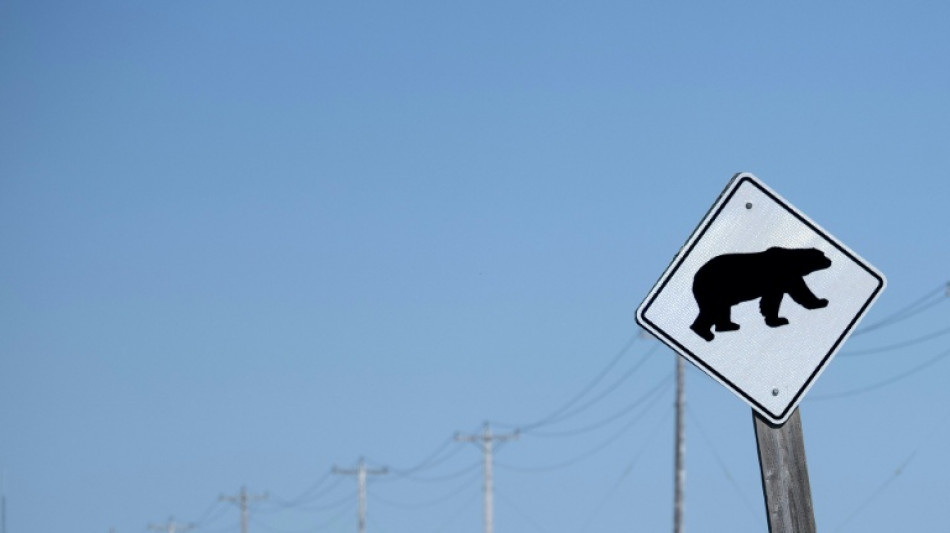 Ataque de urso pardo a grupo escolar deixa 4 hospitalizados no Canad&aacute;