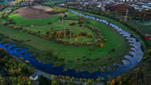Bedroht durch trockengelegte Auen: Gelbe Wiesenraute ist Blume des Jahres 2027