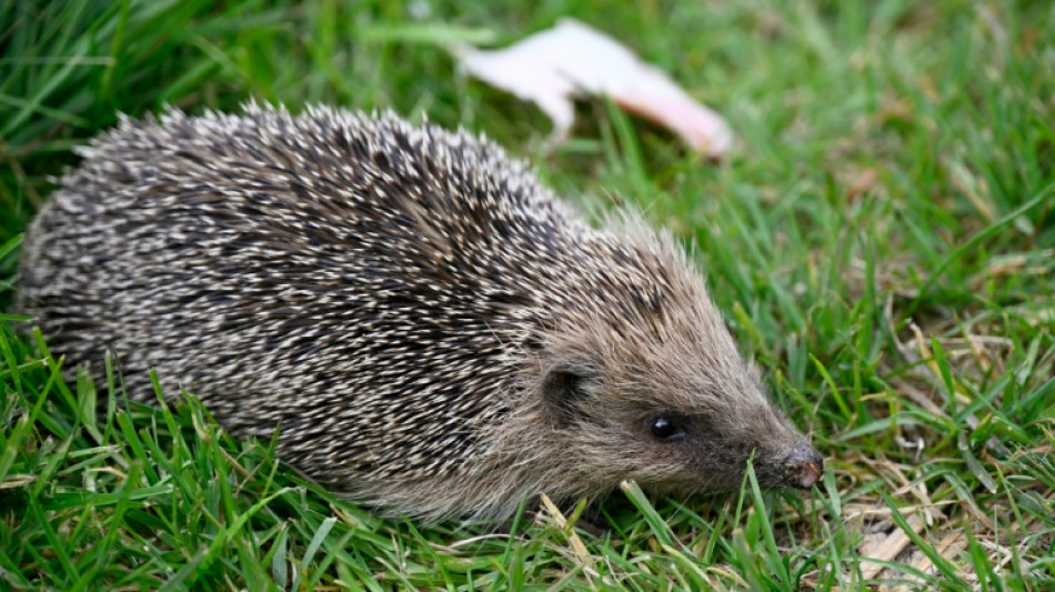 Polizisten in Rheinland-Pfalz retten Igel aus Maschendrahtzaun