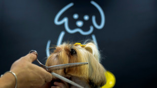 Nova lei paulista permite enterro de animais de estima&ccedil;&atilde;o em sepulturas familiares