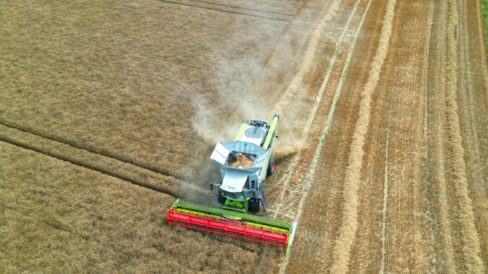 La r&eacute;colte fran&ccedil;aise de bl&eacute; &agrave; 30,8 millions de tonnes selon Argus Media, en-de&ccedil;&agrave; de l'estimation officielle