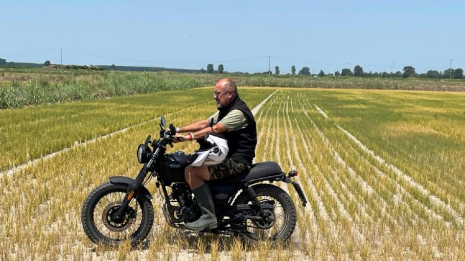 Italy's famous Po Valley rice paddies decimated by drought