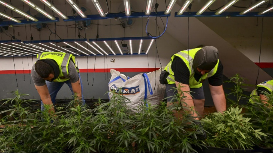 El cannabis saca a la luz las armas en Catalu&ntilde;a