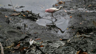 Guayaquil se lanza a una nueva cruzada para salvar a su estero moribundo