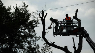 A69: pr&egrave;s de 60 arbres abattus, malgr&eacute; la pr&eacute;sence d'opposants