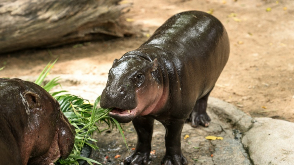 Trespasser caught in viral hippo Moo Deng's Thai zoo pen