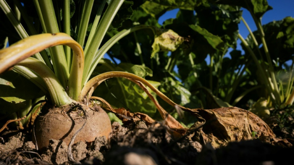 Plus de risques et moins de solutions: l'angoisse des betteraviers français
