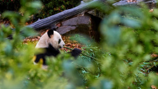 Retour en Chine: la France perd son unique couple de pandas