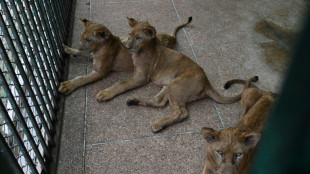 Une fois, deux fois, adjugé?... Des lions du Pakistan proposés aux enchères